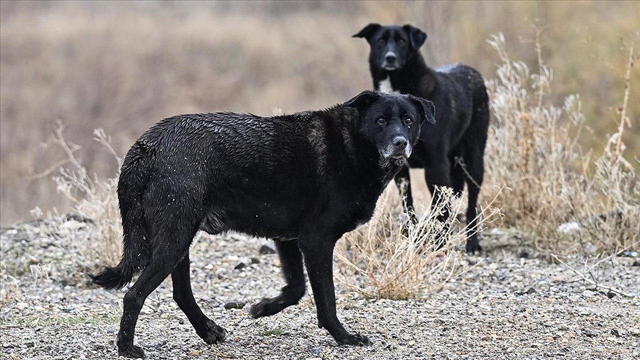 Sokak köpeği saldırısında iki belediye görevlisine dava! Hapis cezası talep edildi